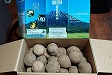 北海道喜茂別町 じゃがいもキタアカリ