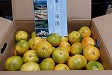 熊本県八代市 みかん